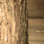 tree-bark.gif